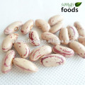 Pinto Beans or Sugar Beans Heilongjiang Origin